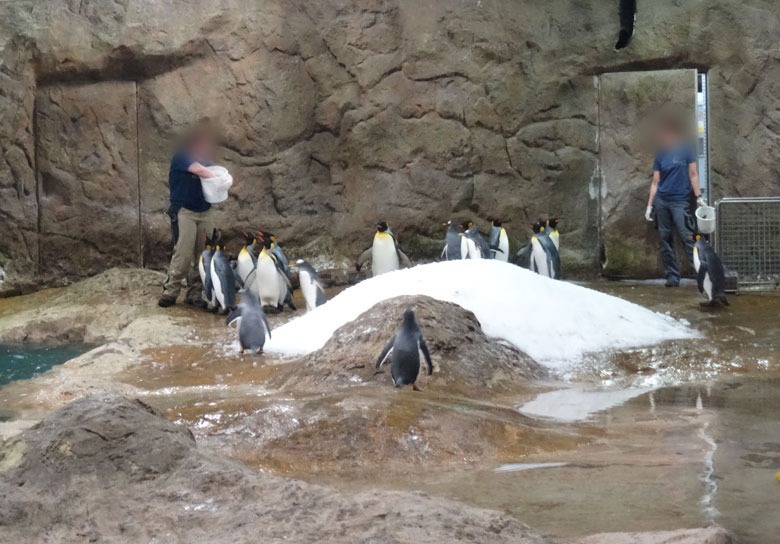 Kommentierte Fütterung in der Königspinguinanlage am 16. April 2016 im Zoologischen Garten der Stadt Wuppertal