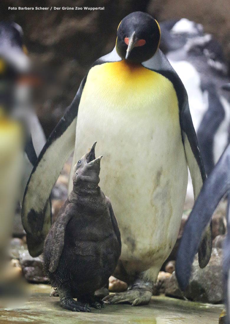 Königspinguin mit Jungtier am 15. September 2016 im Grünen Zoo Wuppertal (Foto Barbara Scheer - Der Grüne Zoo Wuppertal)