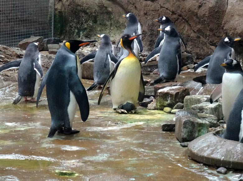 Königspinguin mit Jungtier an den Füßen am 23. November 2016 in der Königspinguin-Anlage im Grünen Zoo Wuppertal