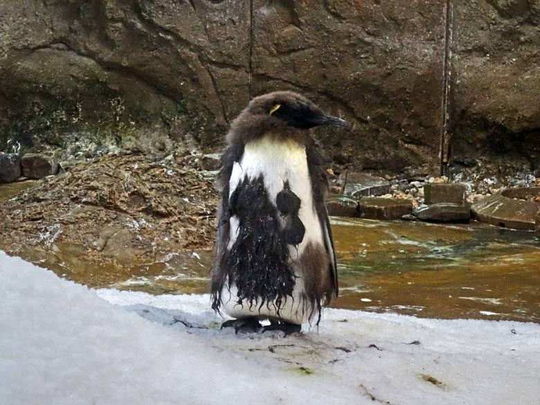 Königspinguin Jungtier in der Mauser am 22. März 2017 im Wuppertaler Zoo