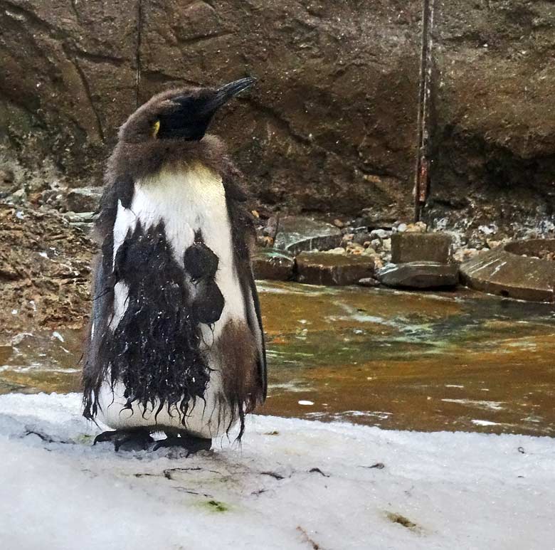 Königspinguin Jungtier in der Mauser am 22. März 2017 im Zoologischen Garten der Stadt Wuppertal