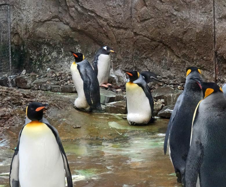 Zwei brütende Königspinguine am 13. Mai 2017 im Grünen Zoo Wuppertal