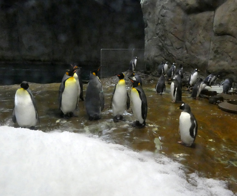 Königspinguine und Eselspinguine am 30. Juli 2017 in der Königspinguinanlage im Grünen Zoo Wuppertal
