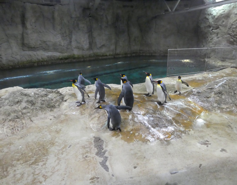 Die bisherigen Wuppertaler Königspinguine am 25. Oktober 2017 in der Königspinguinanlage im Zoologischen Garten der Stadt Wuppertal