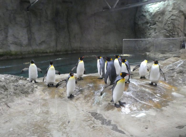 Die bisherigen Wuppertaler Königspinguine am 25. Oktober 2017 in der Königspinguinanlage im Zoo Wuppertal