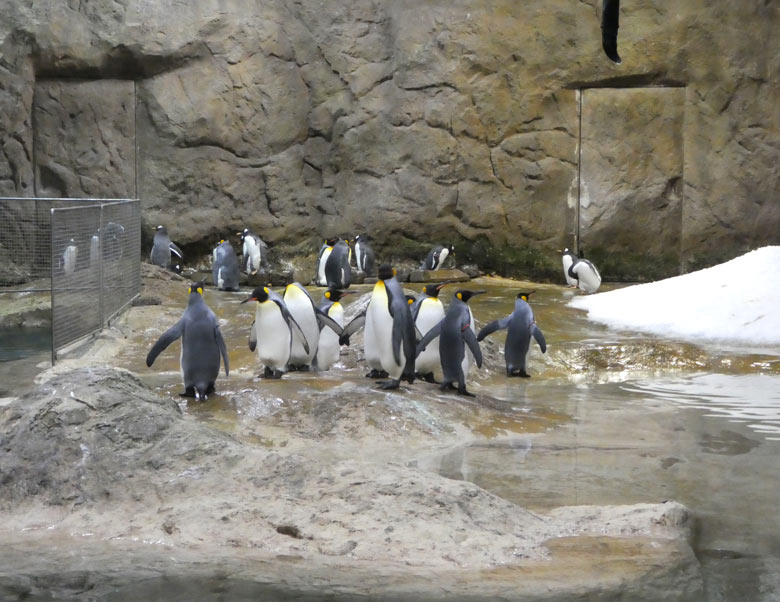 Die bisherigen Wuppertaler Königspinguine und Eselspinguine am 25. Oktober 2017 in der Königspinguinanlage im Wuppertaler Zoo