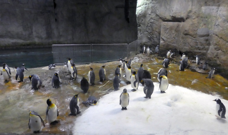 Gemeinschaft von Königspinguinen und Eselspinguinen am 26. Oktober 2017 in der Königspinguinanlage im Grünen Zoo Wuppertal