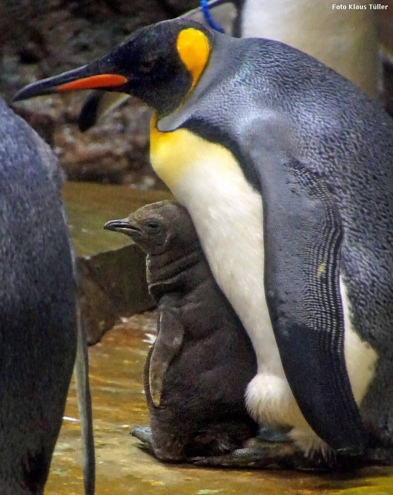 Königspinguin mit Jungtier am 16. Dezember 2017 in der Königspinguin-Anlage im Grünen Zoo Wuppertal (Foto Klaus Tüller)