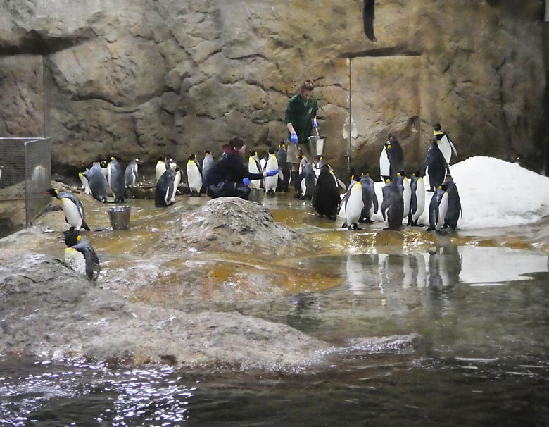 Fütterung der Königspinguine am 2. April 2018 in der Königspinguinanlage im Grünen Zoo Wuppertal