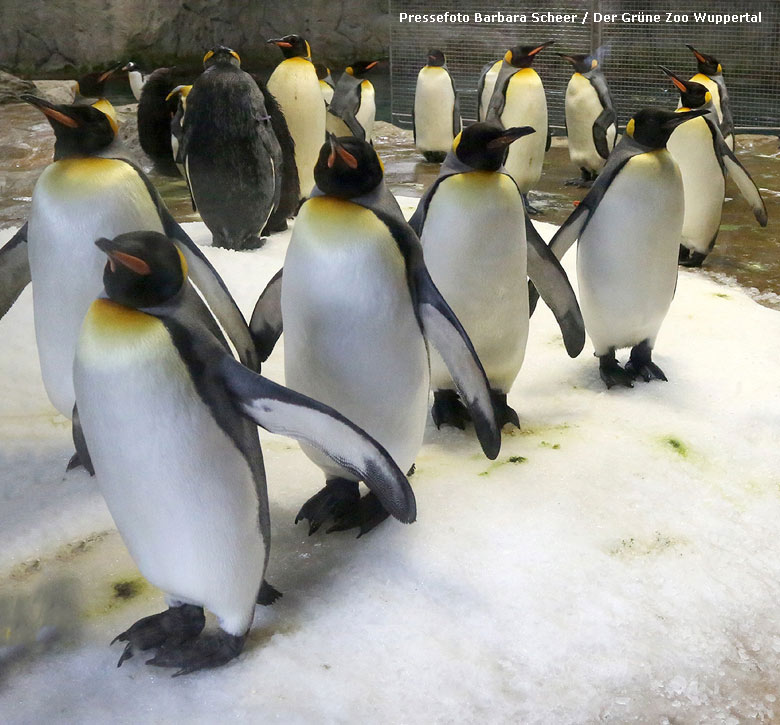 Königspinguine am 27. Oktober 2017 im Grünen Zoo Wuppertal (Pressefoto Barbara Scheer / Der Grüne Zoo Wuppertal)