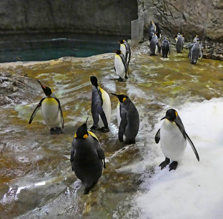 Königspinguine am 29. April 2018 im Zoologischen Garten der Stadt Wuppertal