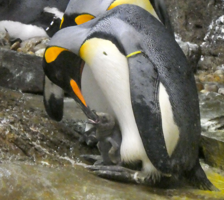 Königspinguin mit dem eine Woche alten Jungtier am 6. Mai 2018 im Grünen Zoo Wuppertal