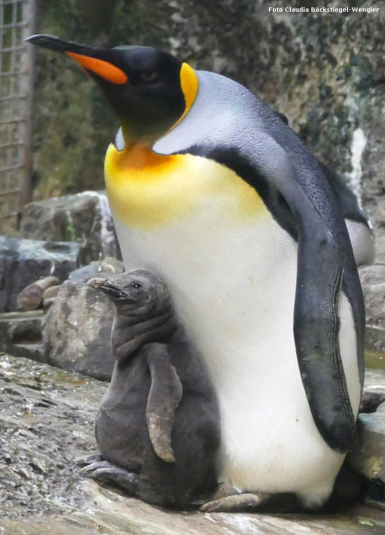 Junger Königspinguin am 19. Mai 2018 im Grünen Zoo Wuppertal (Foto Claudia Böckstiegel-Wengler)