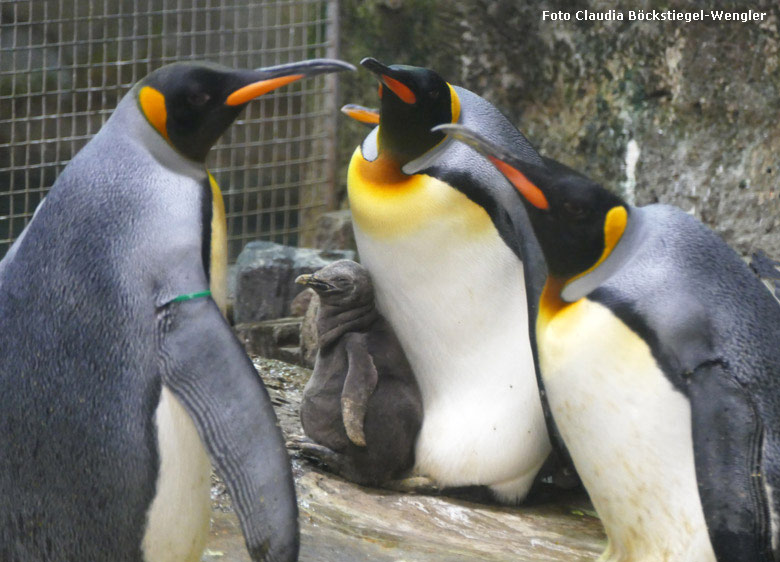 Junger Königspinguin am 19. Mai 2018 im Zoologischen Garten der Stadt Wuppertal (Foto Claudia Böckstiegel-Wengler)