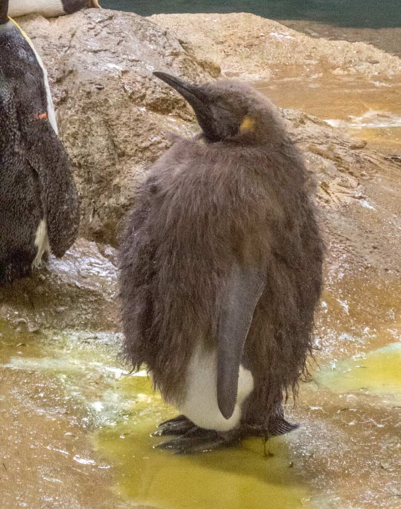 Königspinguin-Jungtier am 6. Juni 2018 im Pinguin-Haus im Wuppertaler Zoo