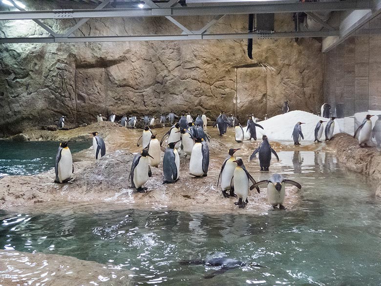 Königspinguine (vorn) und Eselspinguine (hinten vor der Wand) am 11. November 2018 im Pinguin-Haus im Zoologischen Garten Wuppertal