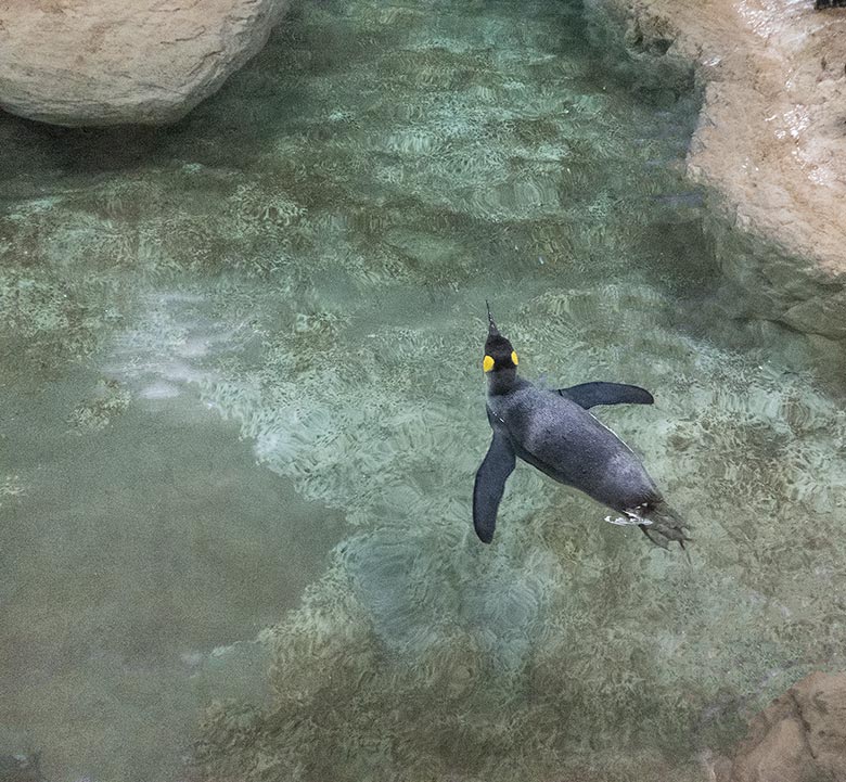 Königspinguin im Wasser am 11. November 2018 im Pinguin-Haus im Wuppertaler Zoo