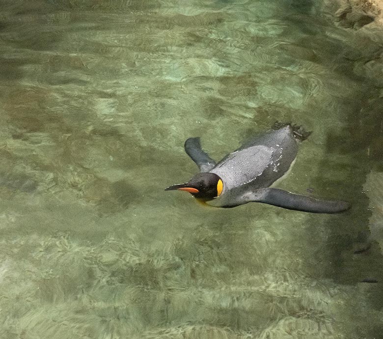 Königspinguin im Wasser am 11. November 2018 im Pinguin-Haus im Grünen Zoo Wuppertal