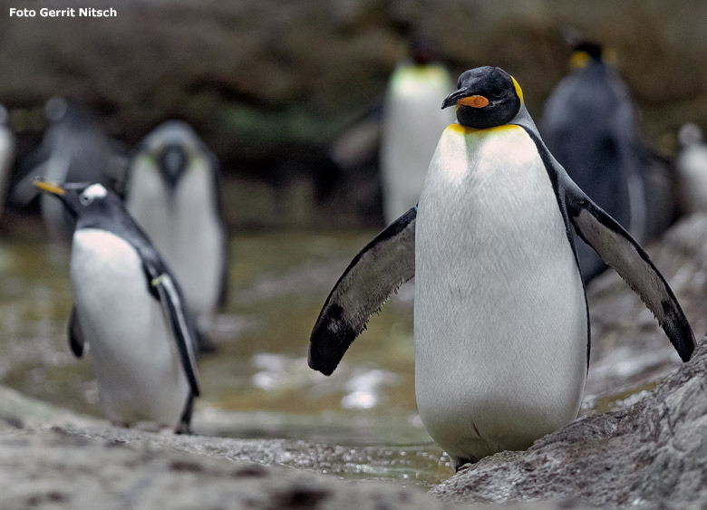 Eselspinguine und Königspinguine am 17. November 2018 im Pinguin-Haus im Grünen Zoo Wuppertal (Foto Gerrit Nitsch)