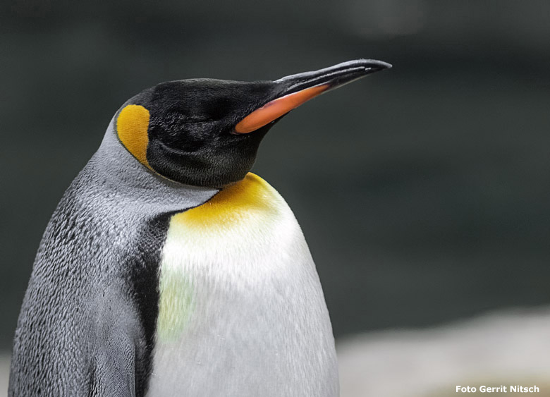 Königspinguin am 17. November 2018 im Pinguin-Haus im Zoo Wuppertal (Foto Gerrit Nitsch)