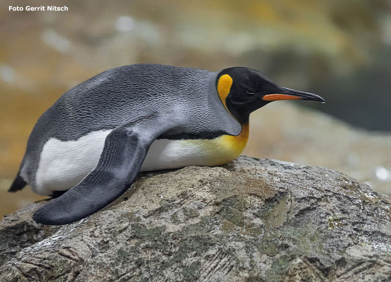 Königspinguin am 17. November 2018 im Pinguin-Haus im Wuppertaler Zoo (Foto Gerrit Nitsch)