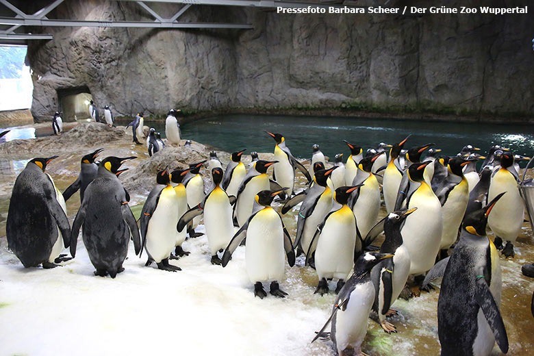 Königspinguine am 13. Dezember 2018 im Pinguin-Haus im Grünen Zoo Wuppertal (Pressefoto Barbara Scheer - Der Grüne Zoo Wuppertal)