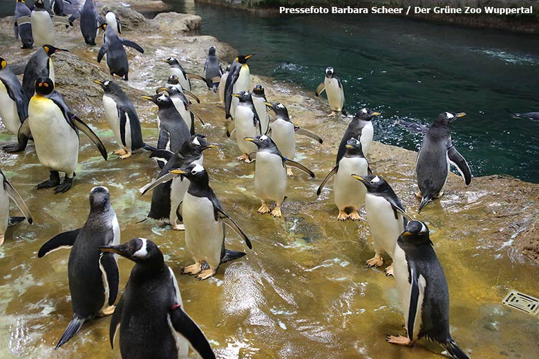 Eselspinguine am 13. Dezember 2018 im Pinguin-Haus im Zoologischen Garten Wuppertal (Pressefoto Barbara Scheer - Der Grüne Zoo Wuppertal)