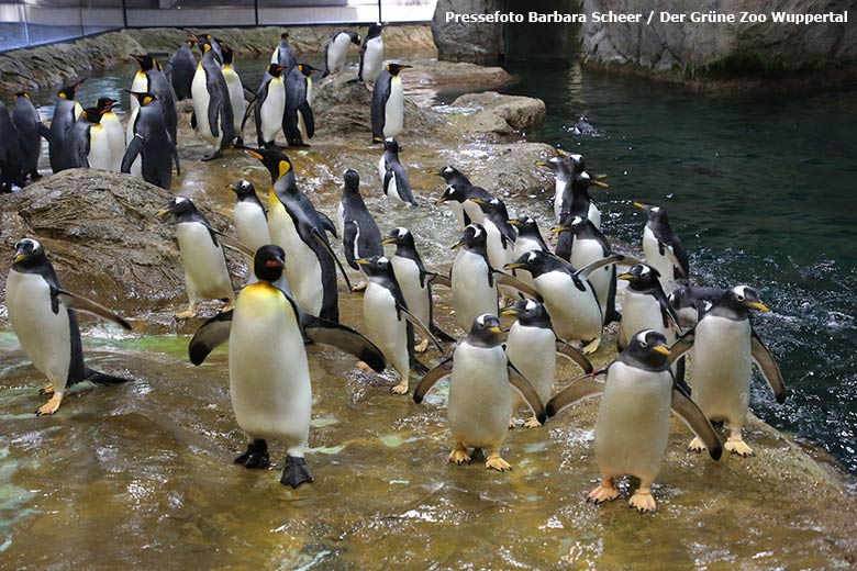 Königspinguine und Eselspinguine am 13. Dezember 2018 im Pinguin-Haus im Wuppertaler Zoo (Pressefoto Barbara Scheer - Der Grüne Zoo Wuppertal)