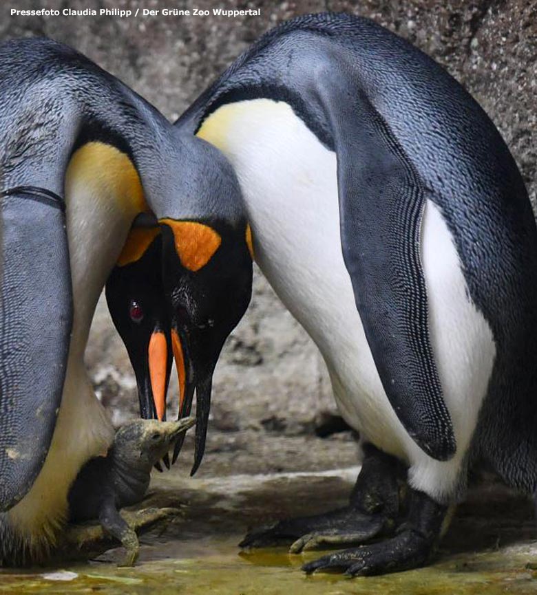 Königspinguine mit Küken am 7. Juli 2019 im Pinguin-Haus im Grünen Zoo Wuppertal (Pressefoto Claudia Philipp - Der Grüne Zoo Wuppertal)