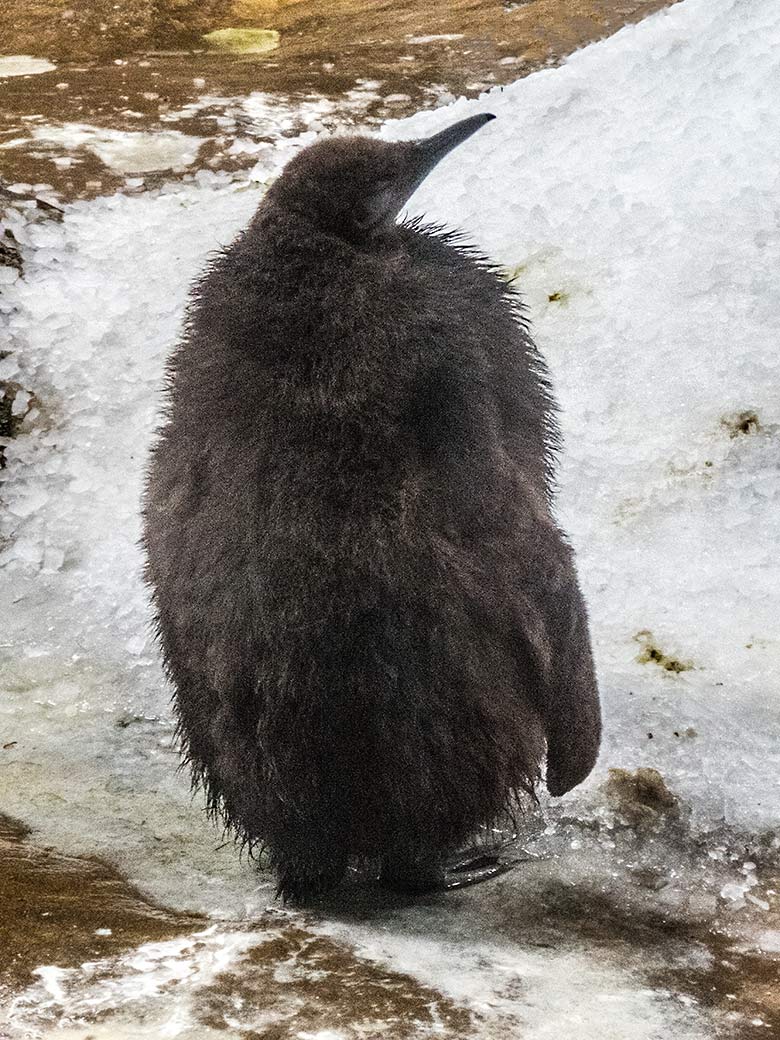 Königspinguin-Jungtier im jugendlichen Federkleid am 17. Oktober 2019 im Pinguin-Haus im Grünen Zoo Wuppertal