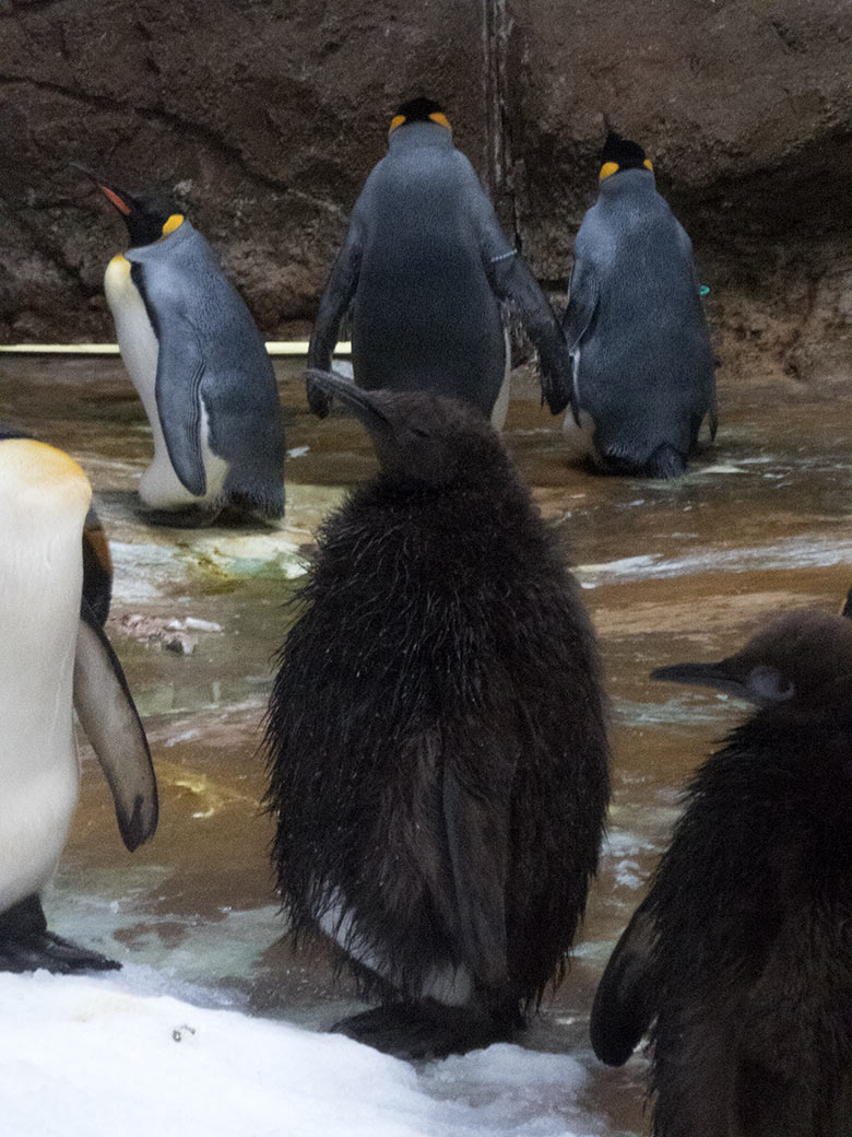 Zwei Königspinguin-Jungtiere am 28. Oktober 2019 im Pinguin-Haus im Grünen Zoo Wuppertal