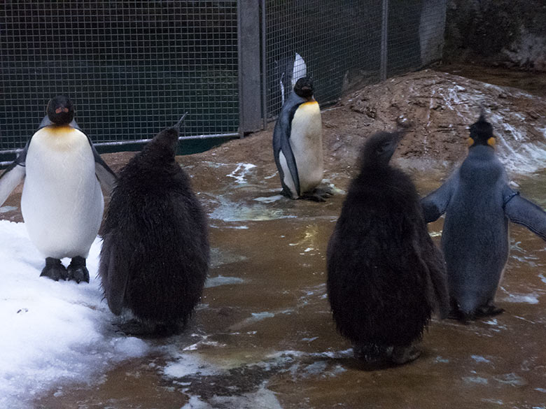 Zwei Königspinguin-Jungtiere am 28. Oktober 2019 im Pinguin-Haus im Zoologischen Garten der Stadt Wuppertal
