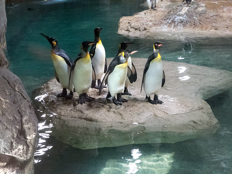 Sechs Königspinguine am 28. Oktober 2019 auf der Insel im Pinguin-Haus im Zoo Wuppertal