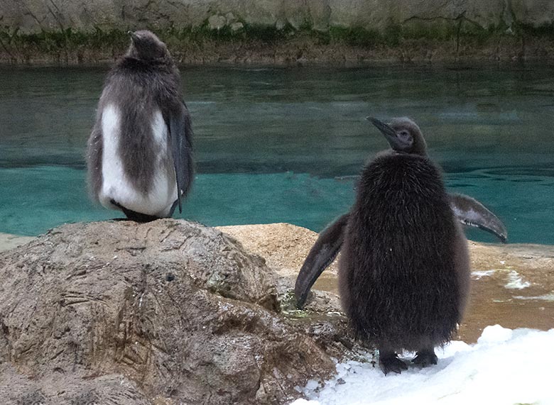 Königspinguin-Jungtier in der Mauser und Königspinguin-Jungtier vor der Mauser am 9. November 2019 im Pinguin-Haus im Zoologischen Garten Wuppertal