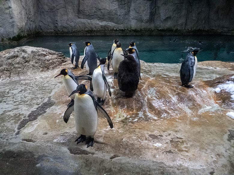Königspinguine mit Jungtier am 24. Dezember 2019 im Pinguin-Haus im Zoologischen Garten Wuppertal