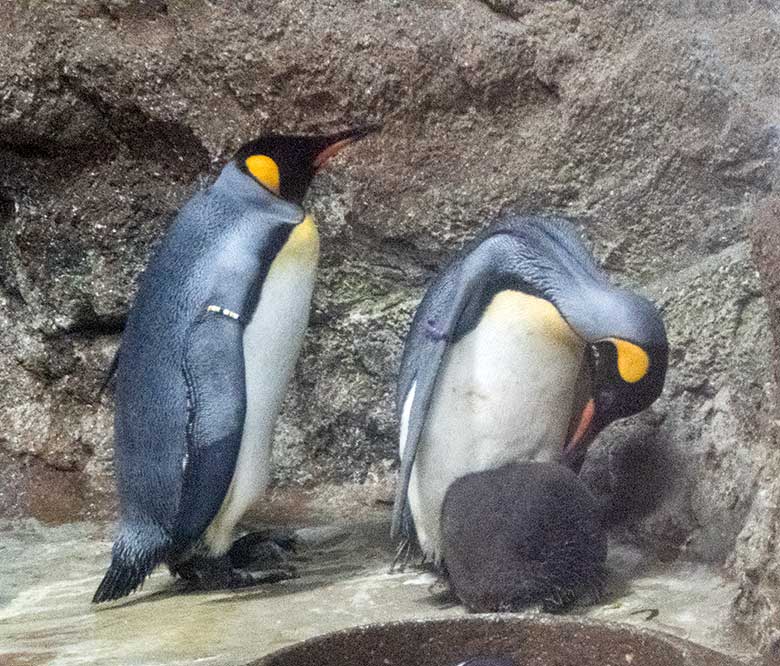Königspinguin-Paar mit Jungtier am 11. Juli 2020 im Pinguin-Haus im Grünen Zoo Wuppertal