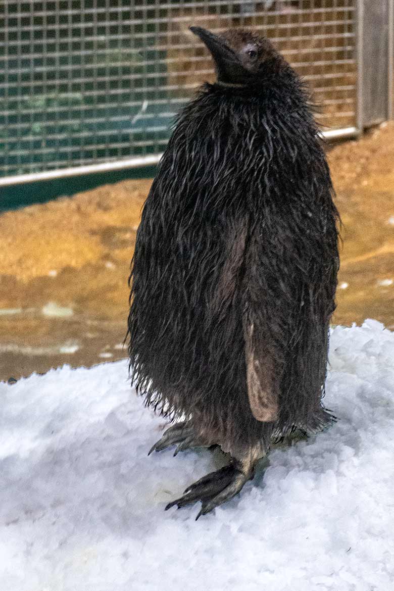 Königspinguin-Jungtier im jugendlichen Daunen-Kleid am 21. September 2020 im Pinguin-Haus im Grünen Zoo Wuppertal