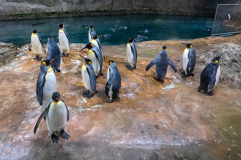 Königspinguine am 21. September 2020 im Pinguin-Haus im Zoologischen Garten Wuppertal