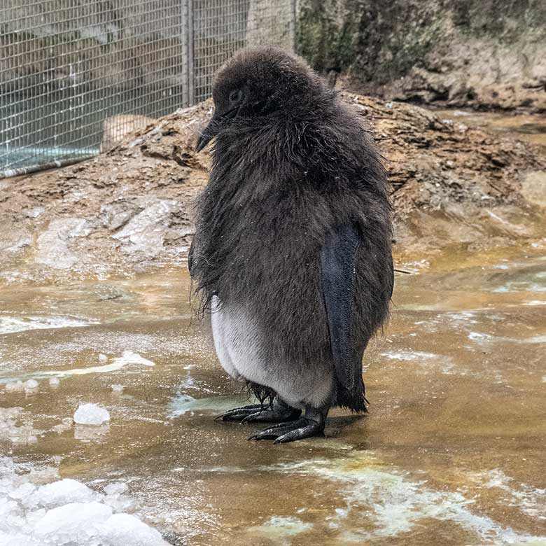 Männliches Königspinguin-Jungtier in der Mauser am 20. Oktober 2020 im Pinguin-Haus im Wuppertaler Zoo