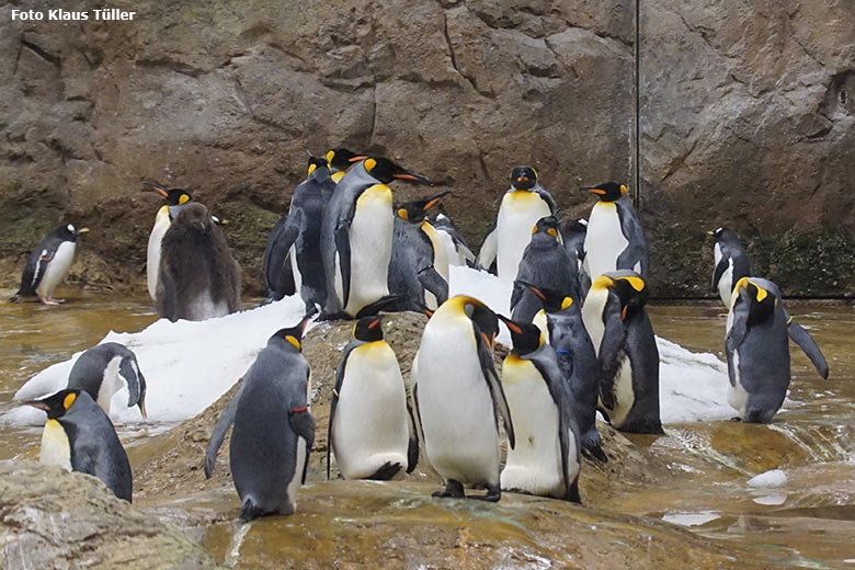 Königspinguin-Jungtier in der Gruppe der Königspinguine am 20. Oktober 2020 im Pinguin-Haus im Grünen Zoo Wuppertal (Foto Klaus Tüller)