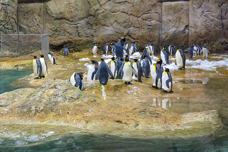 Königspinguine und Eselspinguine am 31. Oktober 2020 im Pinguin-Haus im Grünen Zoo Wuppertal