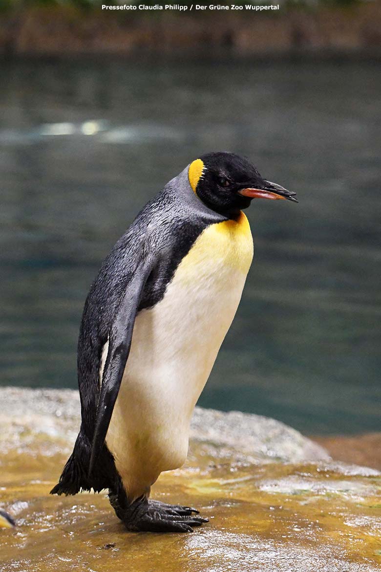 Weiblicher Königspinguin OMA am 11. November 2020 im Pinguin-Haus im Grünen Zoo Wuppertal (Pressefoto Claudia Philipp - Der Grüne Zoo Wuppertal)