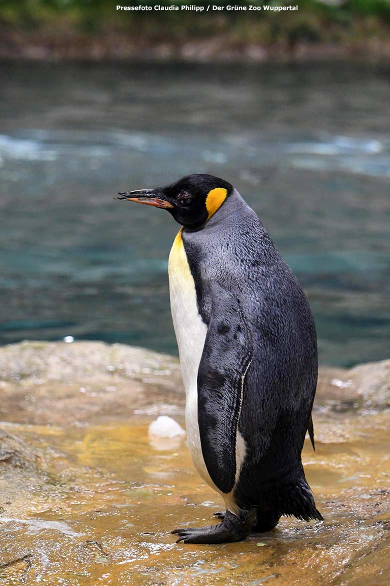 Weiblicher Königspinguin OMA am 11. November 2020 im Pinguin-Haus im Zoologischen Garten Wuppertal (Pressefoto Claudia Philipp - Der Grüne Zoo Wuppertal)