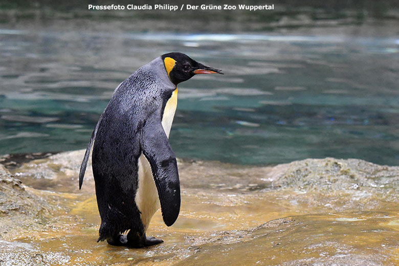 Weiblicher Königspinguin OMA am 11. November 2020 im Pinguin-Haus im Wuppertaler Zoo (Pressefoto Claudia Philipp - Der Grüne Zoo Wuppertal)