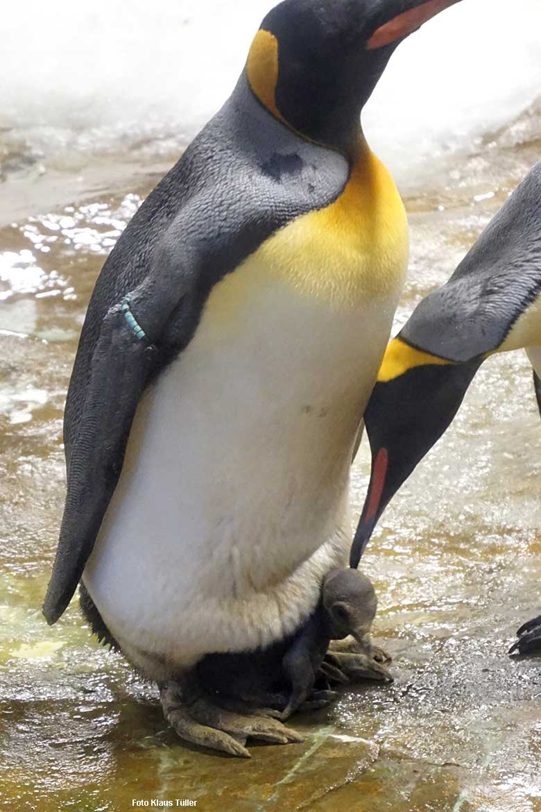 Königspinguine mit Küken am 20. Oktober 2021 im Pinguin-Haus im Grünen Zoo Wuppertal (Foto Klaus Tüller)