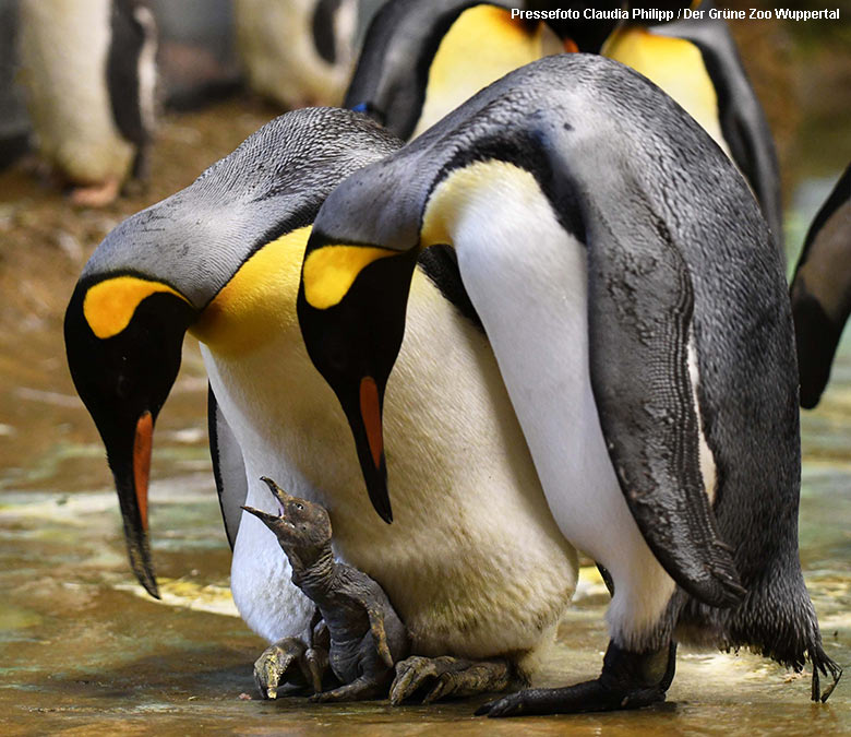 Königspinguin-Paar mit Küken am 11. Oktober 2021 im Pinguin-Haus im Zoologischen Garten Wuppertal (Pressefoto Claudia Philipp - Der Grüne Zoo Wuppertal)