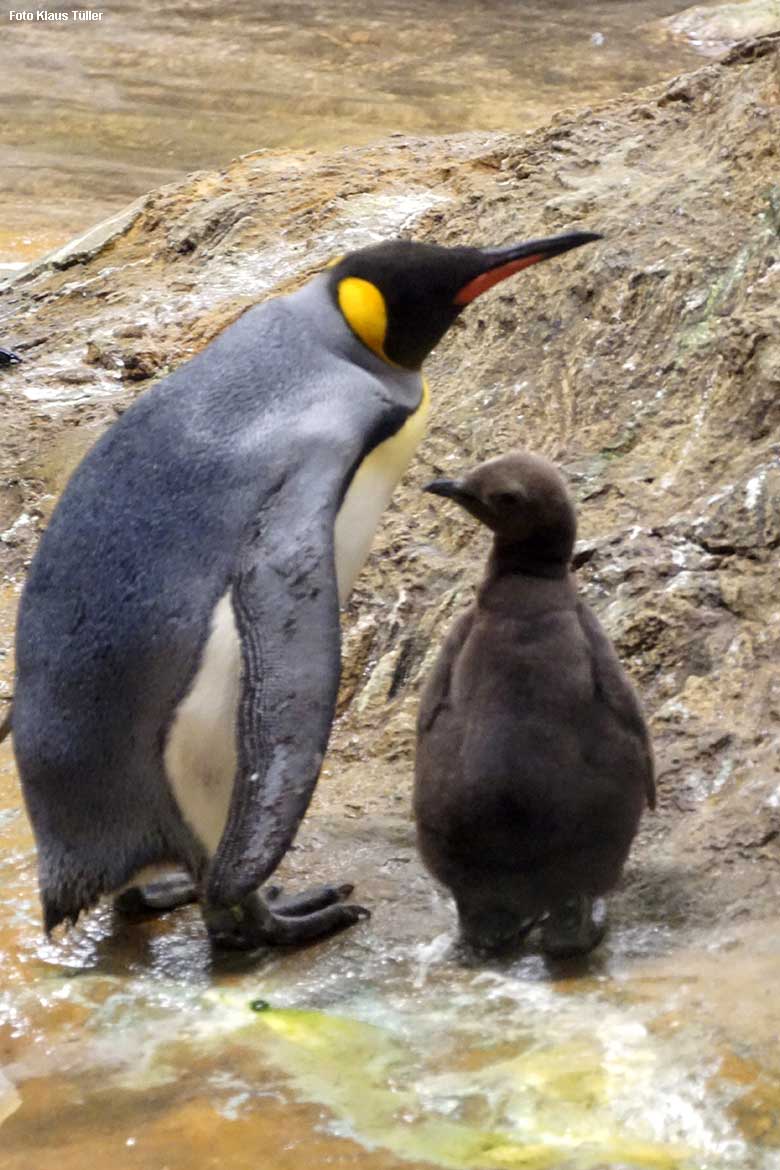 Königspinguin mit Jungtier am 31. Oktober 2021 im Pinguin-Haus im Zoologischen Garten der Stadt Wuppertal (Foto Klaus Tüller)