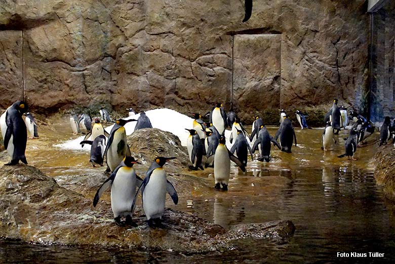 Königspinguine und Eselspinguine am 7. November 2021 im Pinguin-Haus im Wuppertaler Zoo (Foto Klaus Tüller)