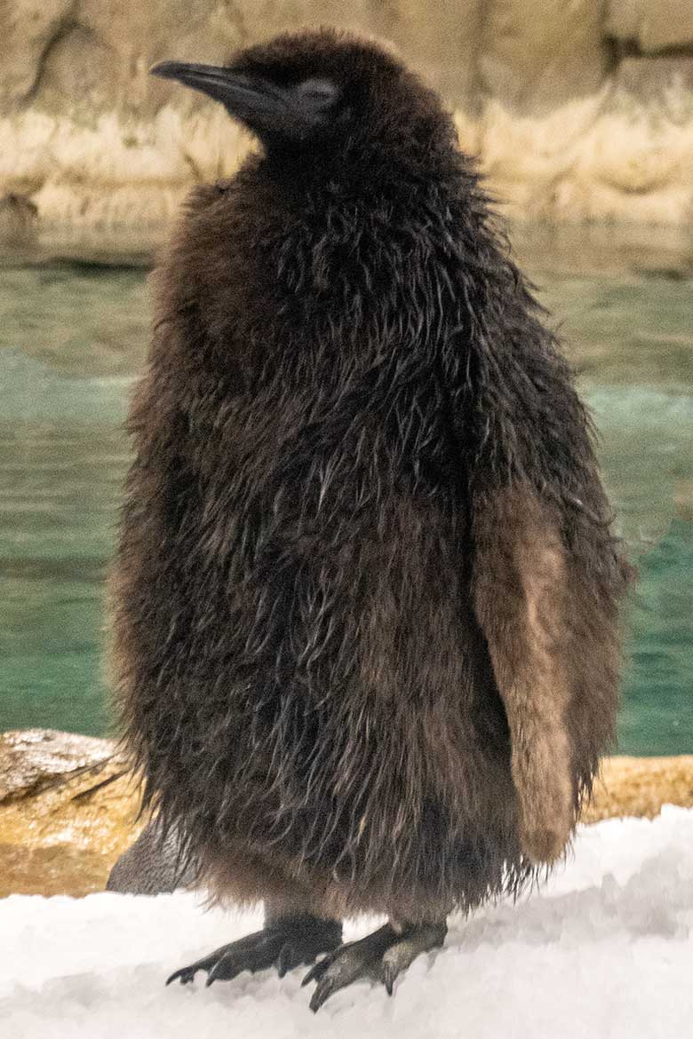 Königspinguin-Küken am 11. Januar 2022 im Pinguin-Haus im Wuppertaler Zoo