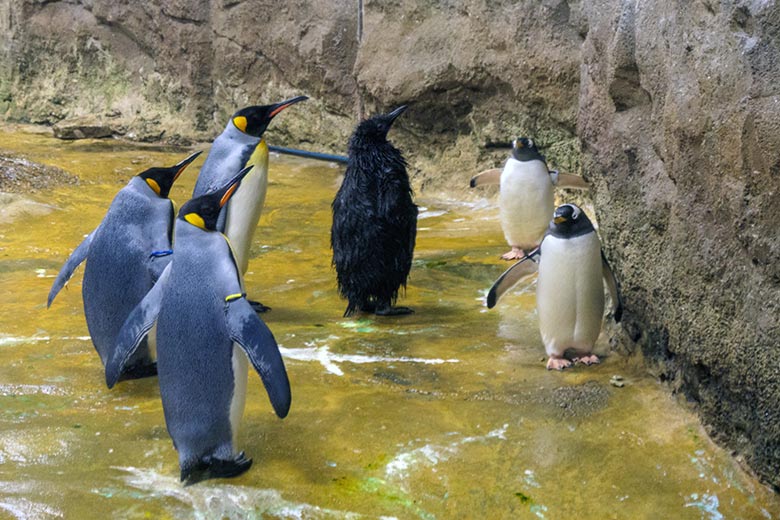 Königspinguin-Küken am 12. Januar 2022 nach einer Wasser-Dusche im Pinguin-Haus im Eingezäunte Königspinguine und Eselspinguine in der  Wuppertal